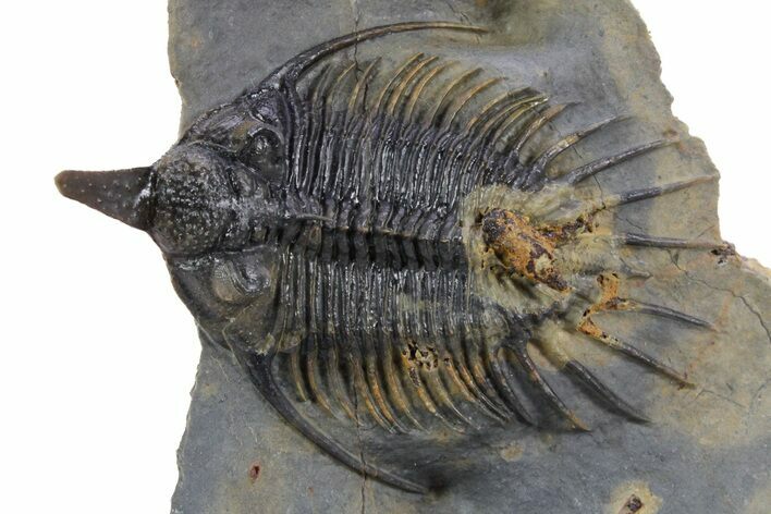 Rare, Spiny Psychopyge Trilobite - Ofaten, Morocco #357359